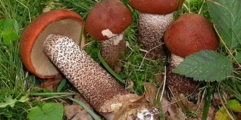 Vrganji i vrganji: kako očistiti, oprati i potopiti